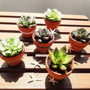 Marturii plante suculente in ghiveci ceramic